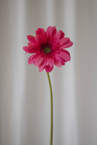 Gerbera rose