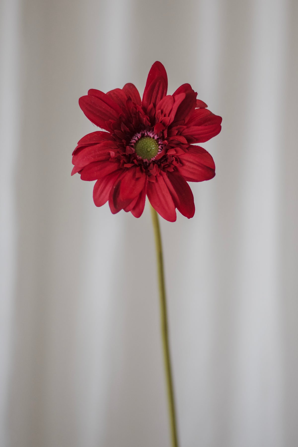Gerbera rouge