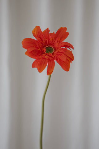 Gerbera orange