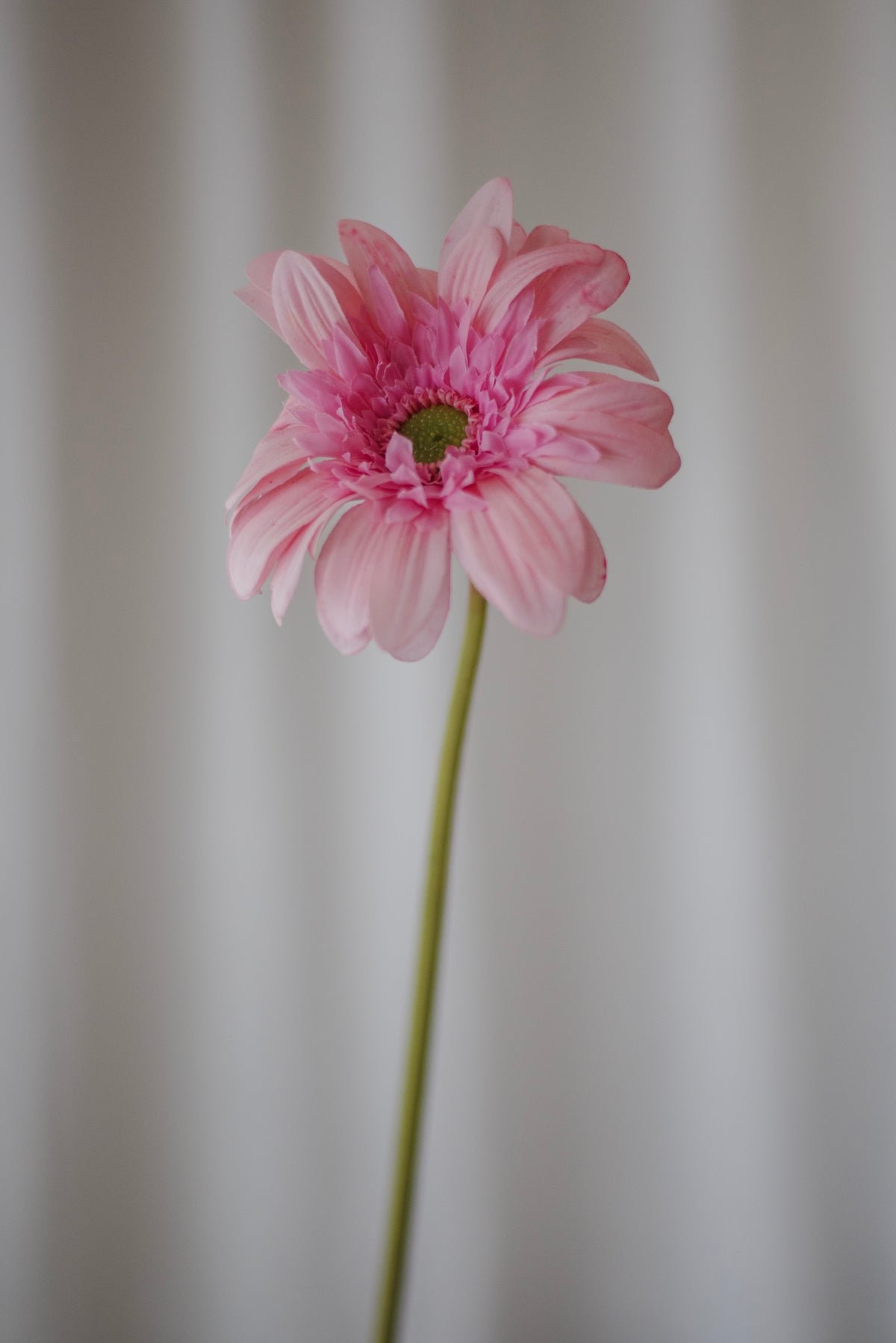 Gerbera rose clair