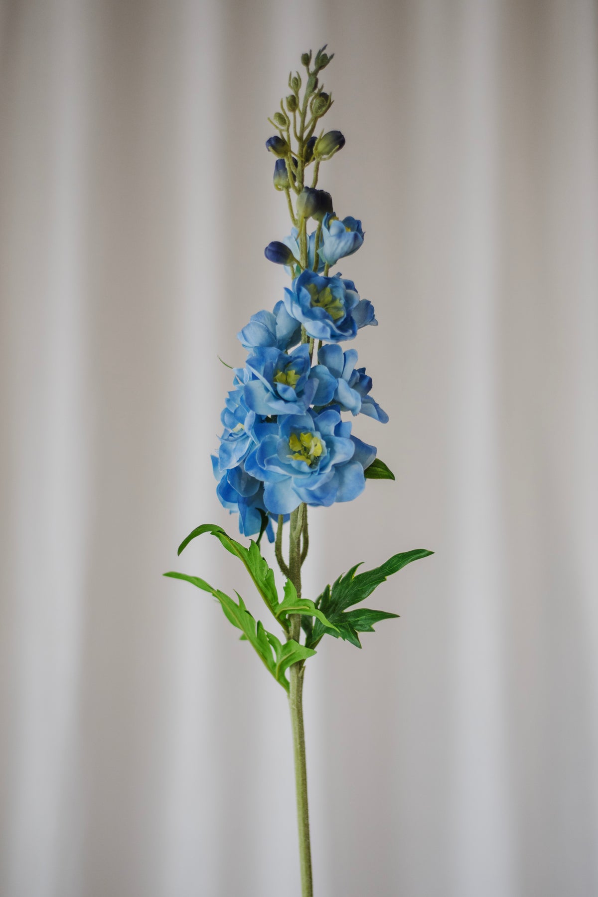 Fleur de delphinium bleu clair