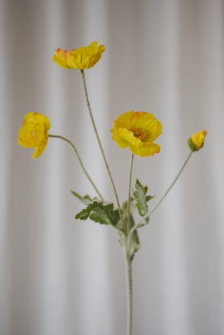 Fleurs de pavot jaune