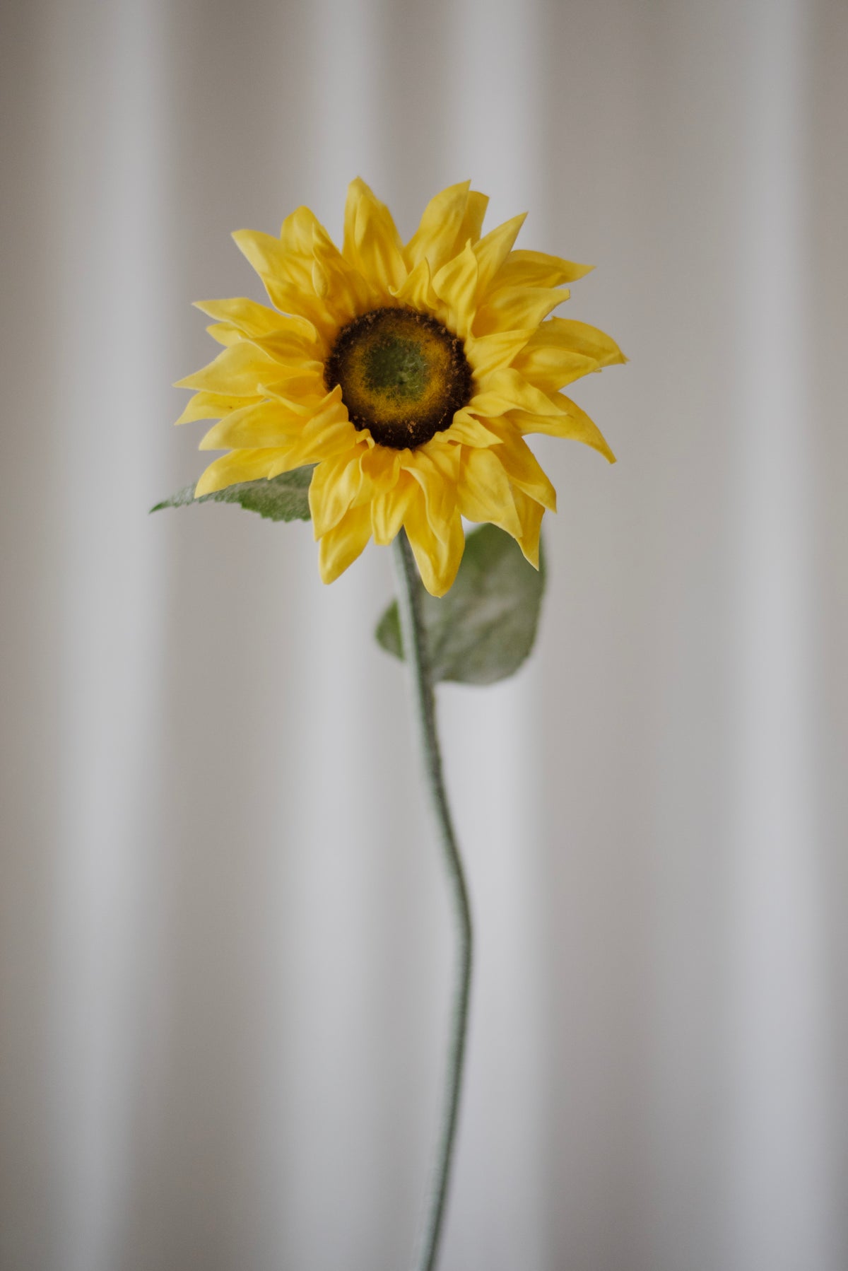 Fleur de tournesol jaune