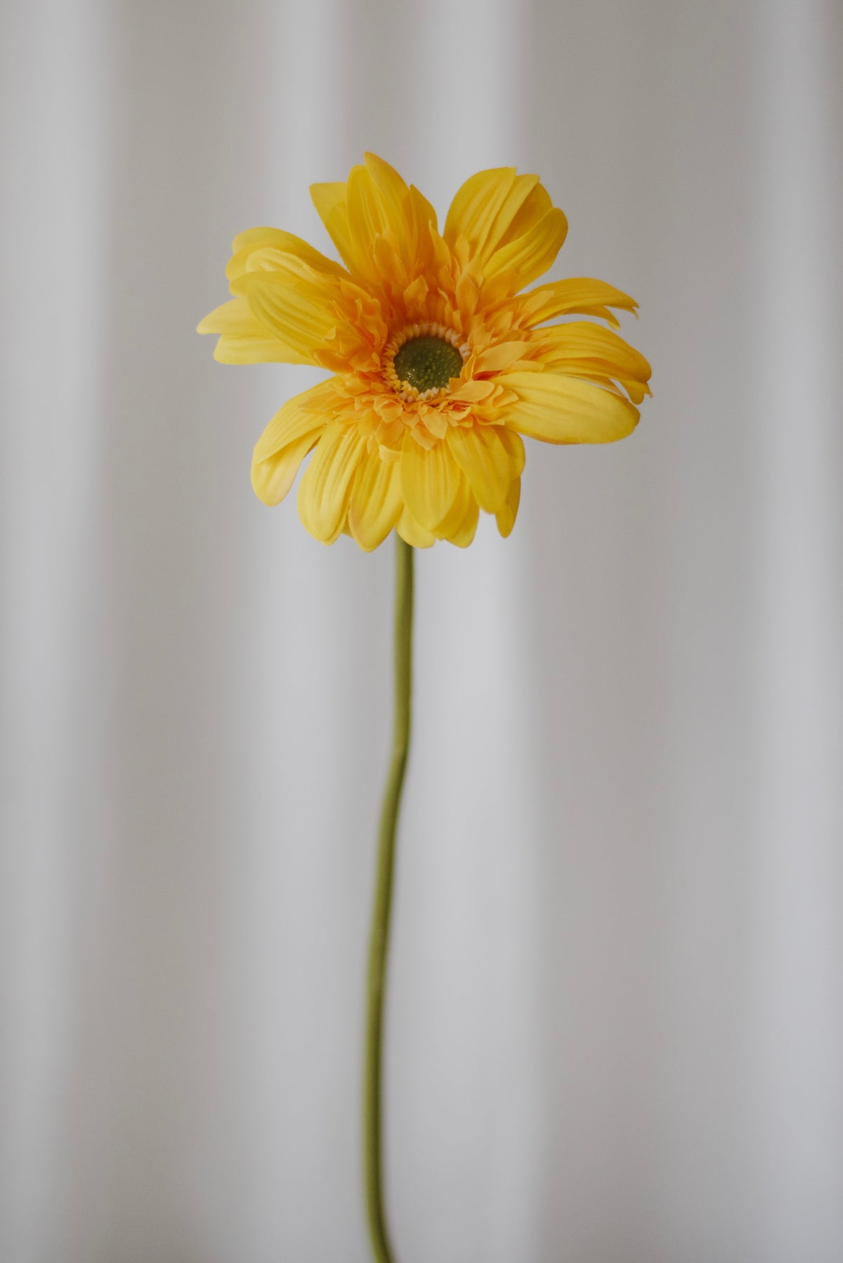Gerbera jaune