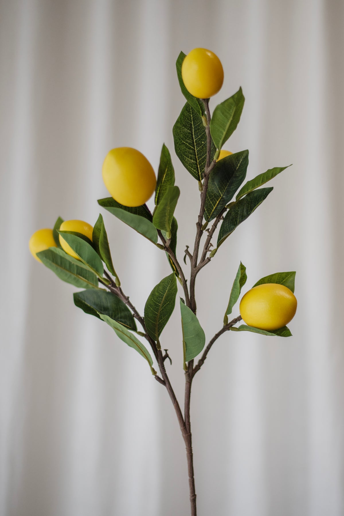 Branche de citronnier jaune