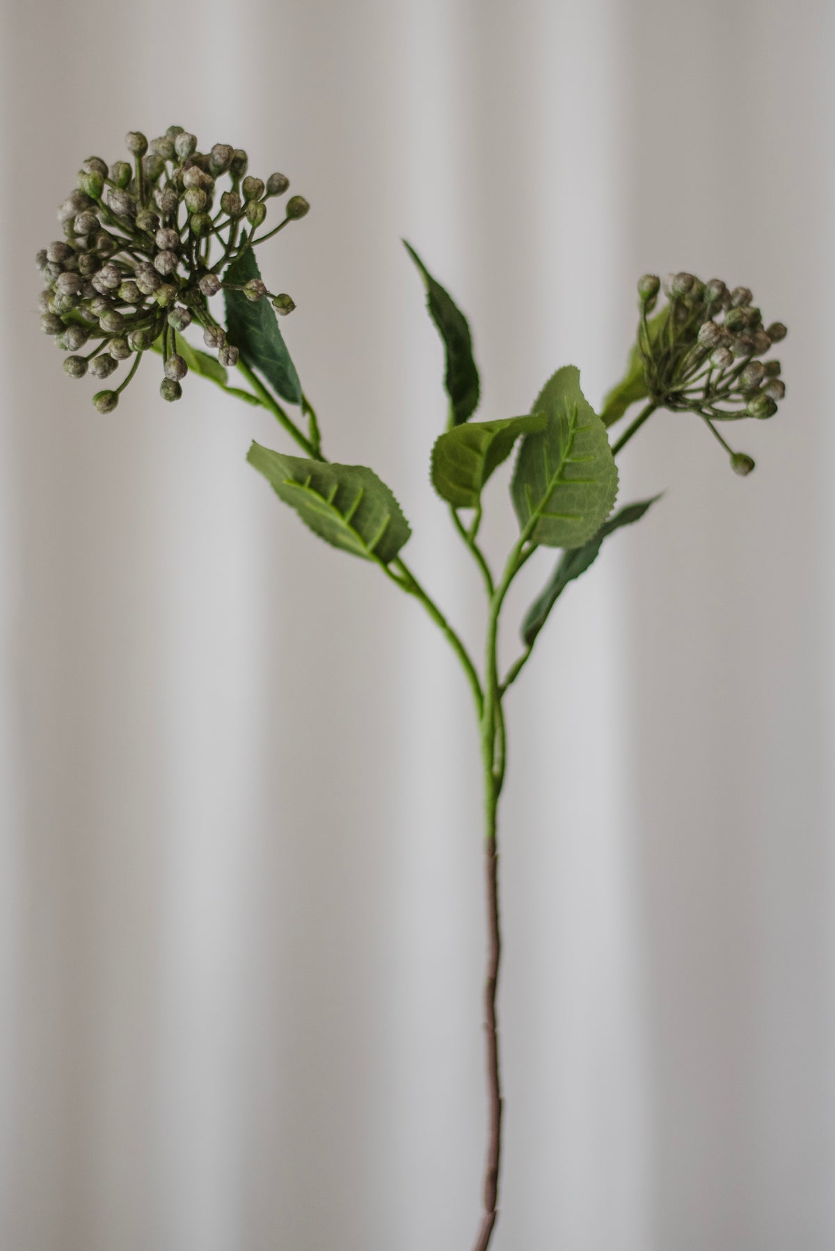 Branche de baies d’hortensia bleu clair