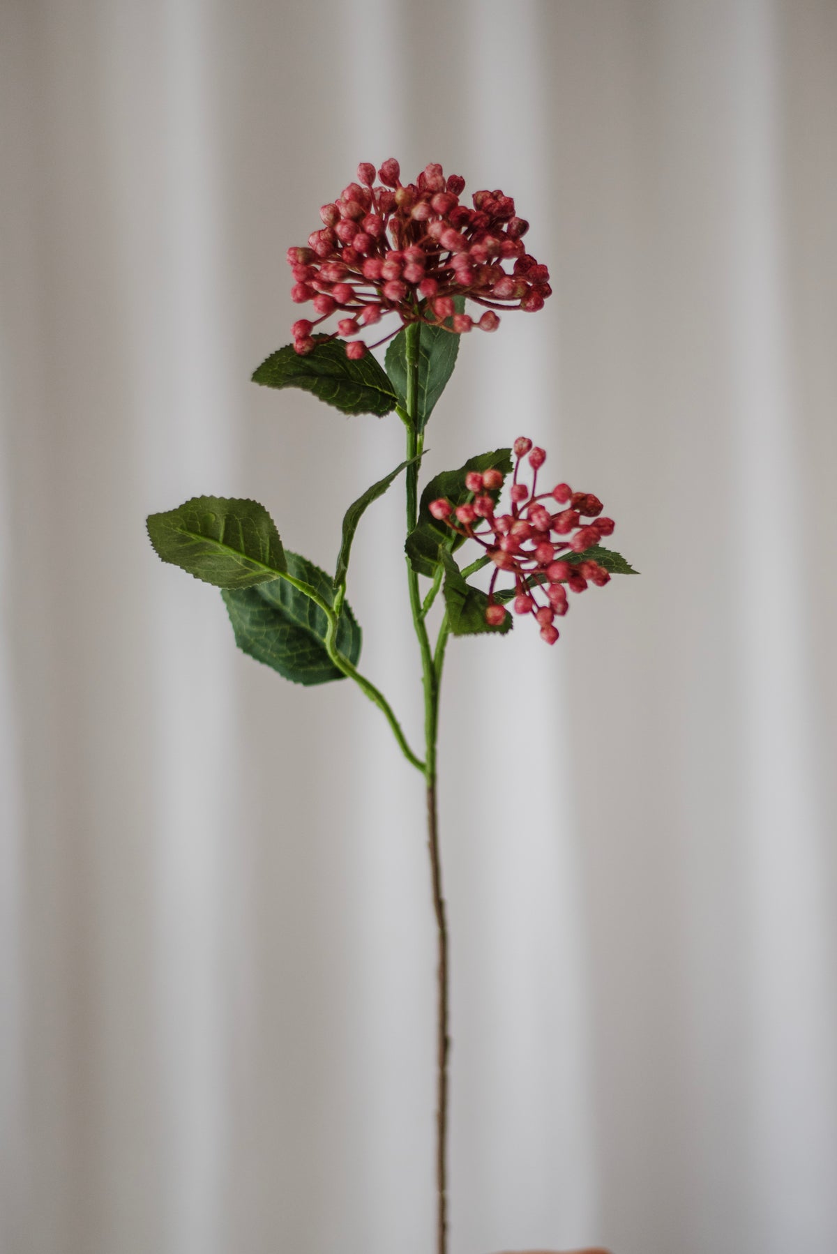 Branche de baies d’hortensia rose