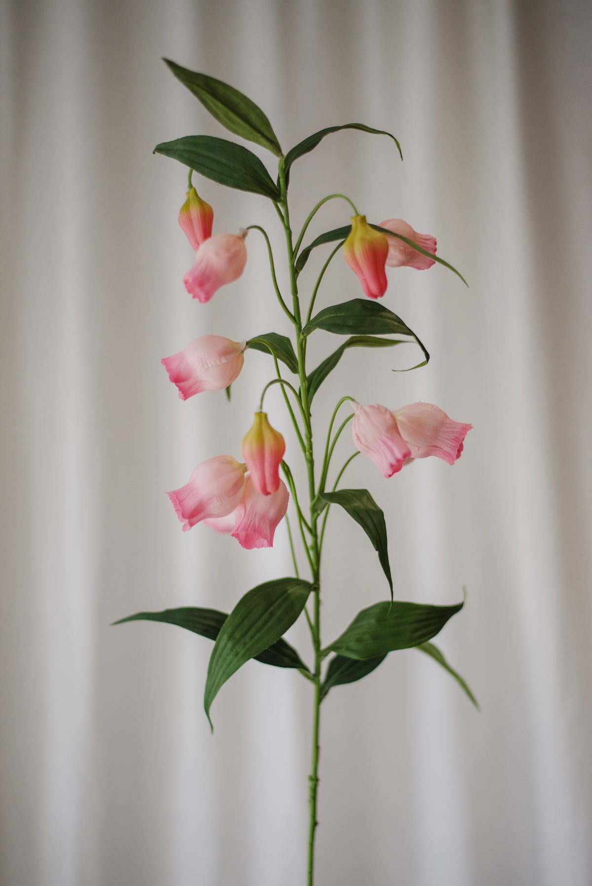 Lys lanternes chinoises roses