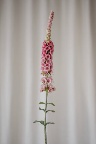 Fleur de queue de renard rose