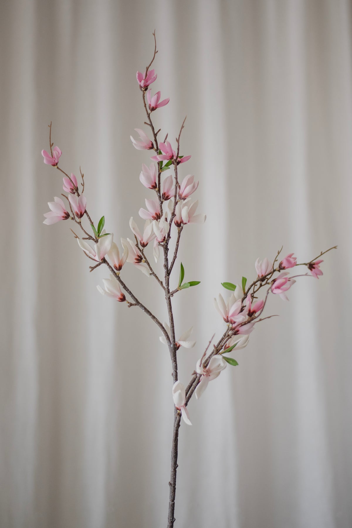 Branche de magnolia étoilé rose