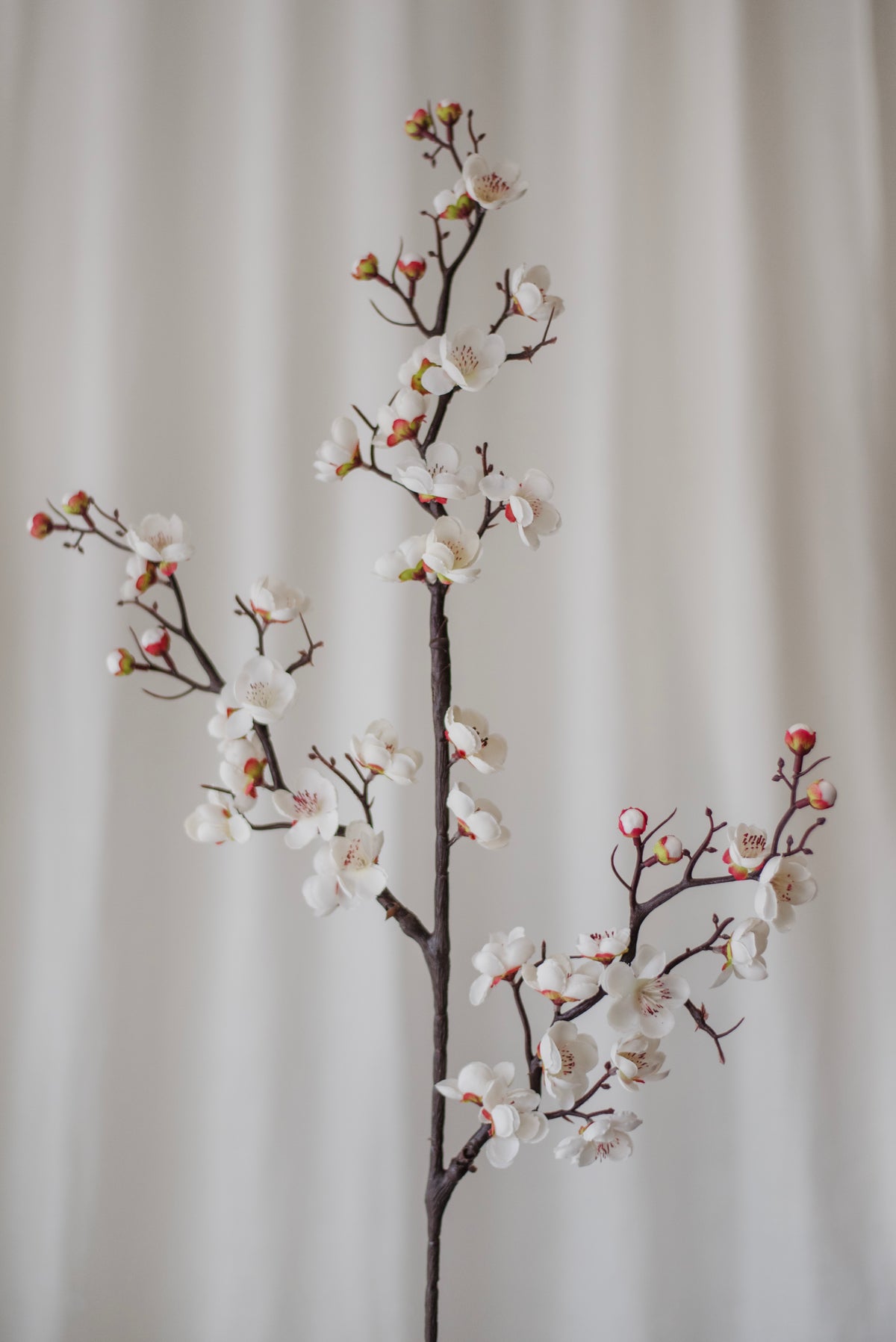 Branche de prunier en fleurs blanches