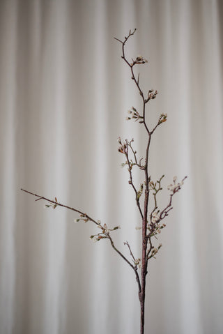 Branche de cerisier blanc