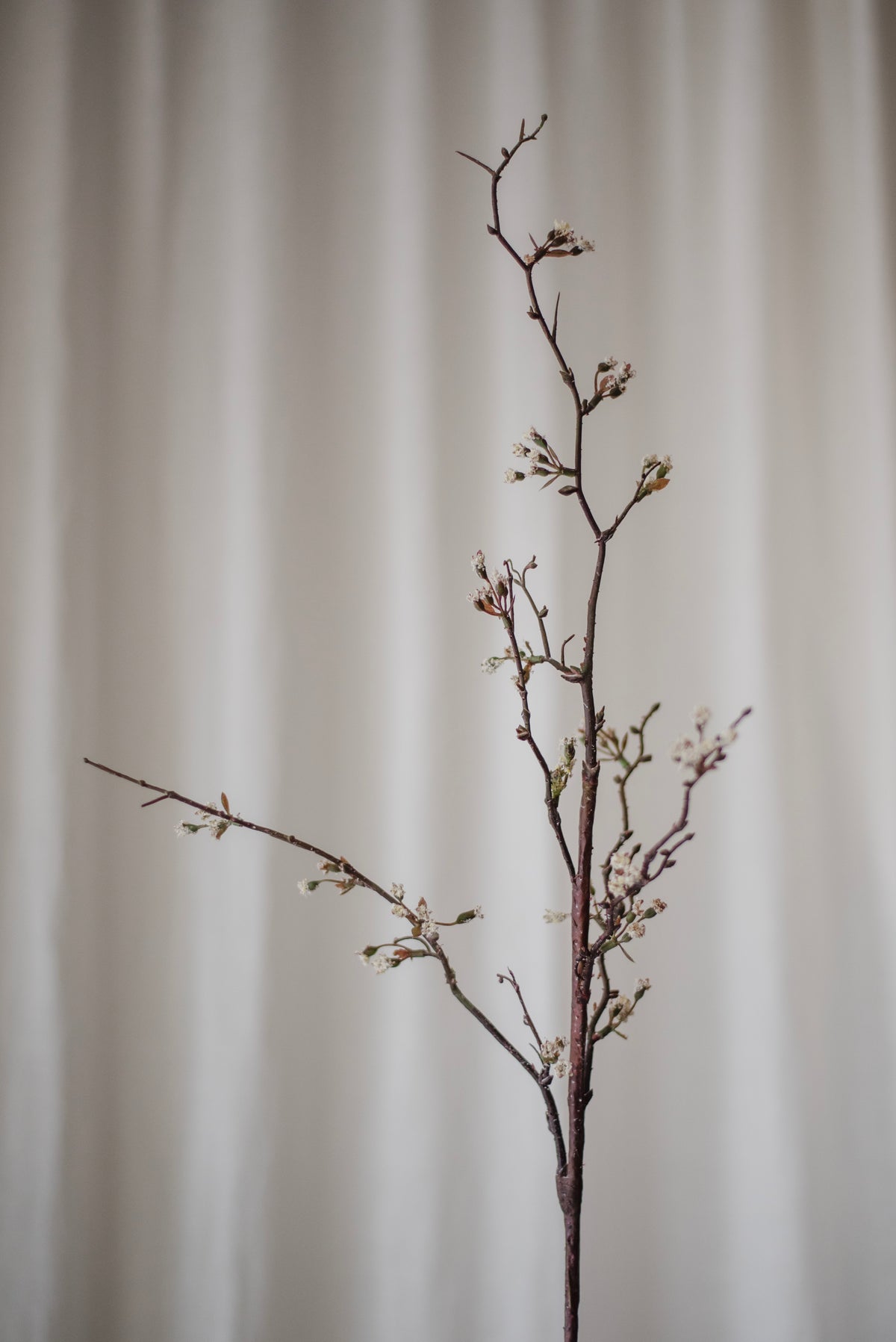 Branche de cerisier blanc