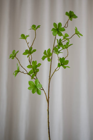 Feuillage d’Enkianthus vert