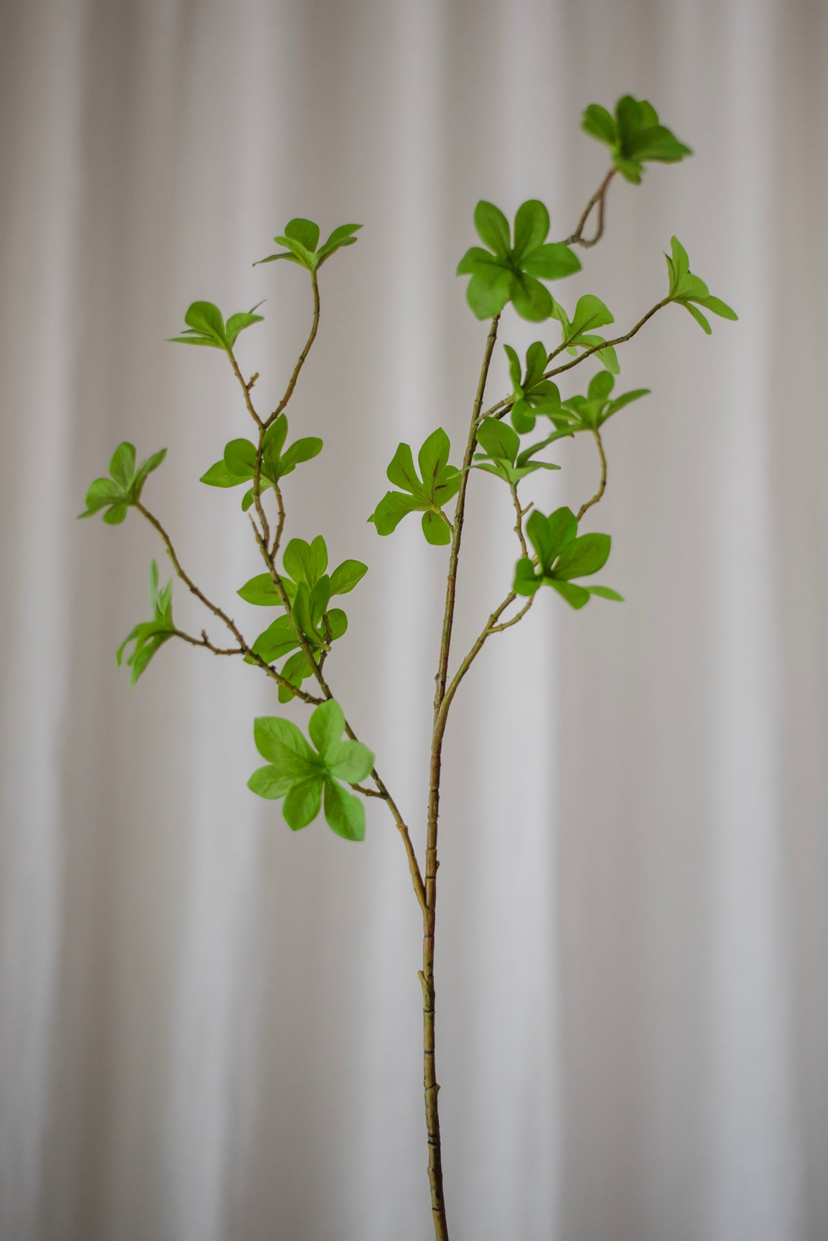 Feuillage d’Enkianthus vert