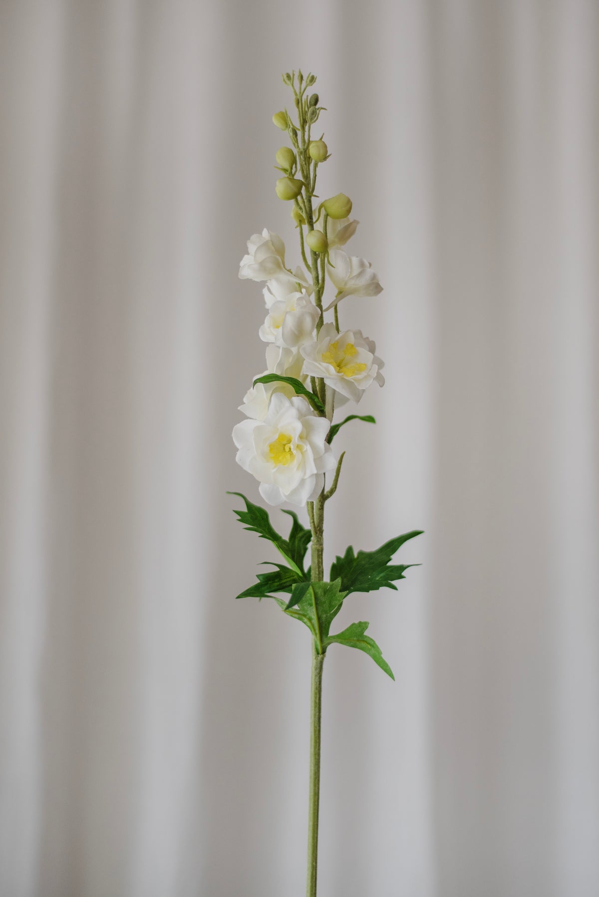Fleur de delphinium blanc