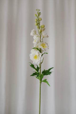 Fleur de delphinium blanc