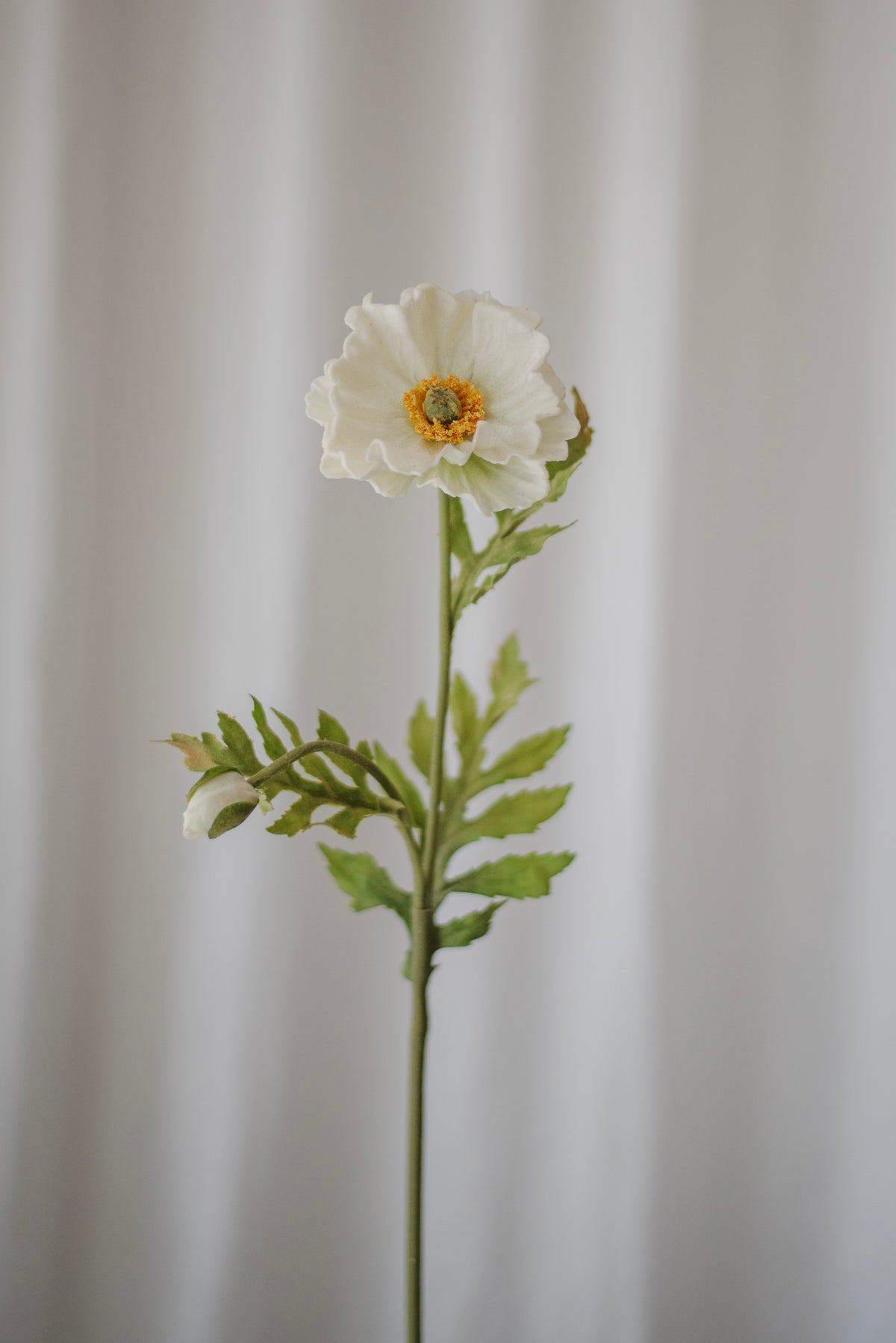 Grand pavot blanc