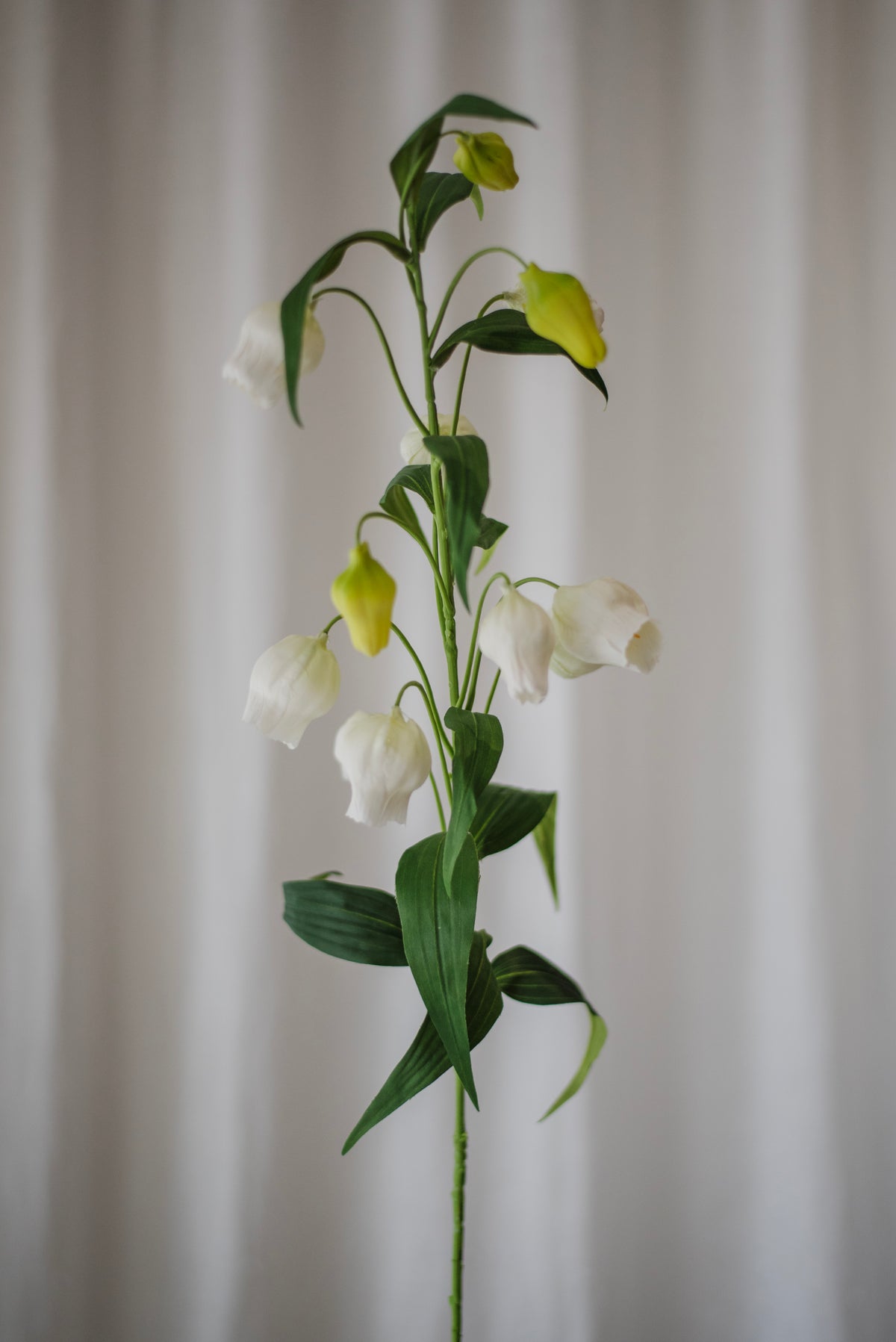 Lys lanternes chinoises blanc