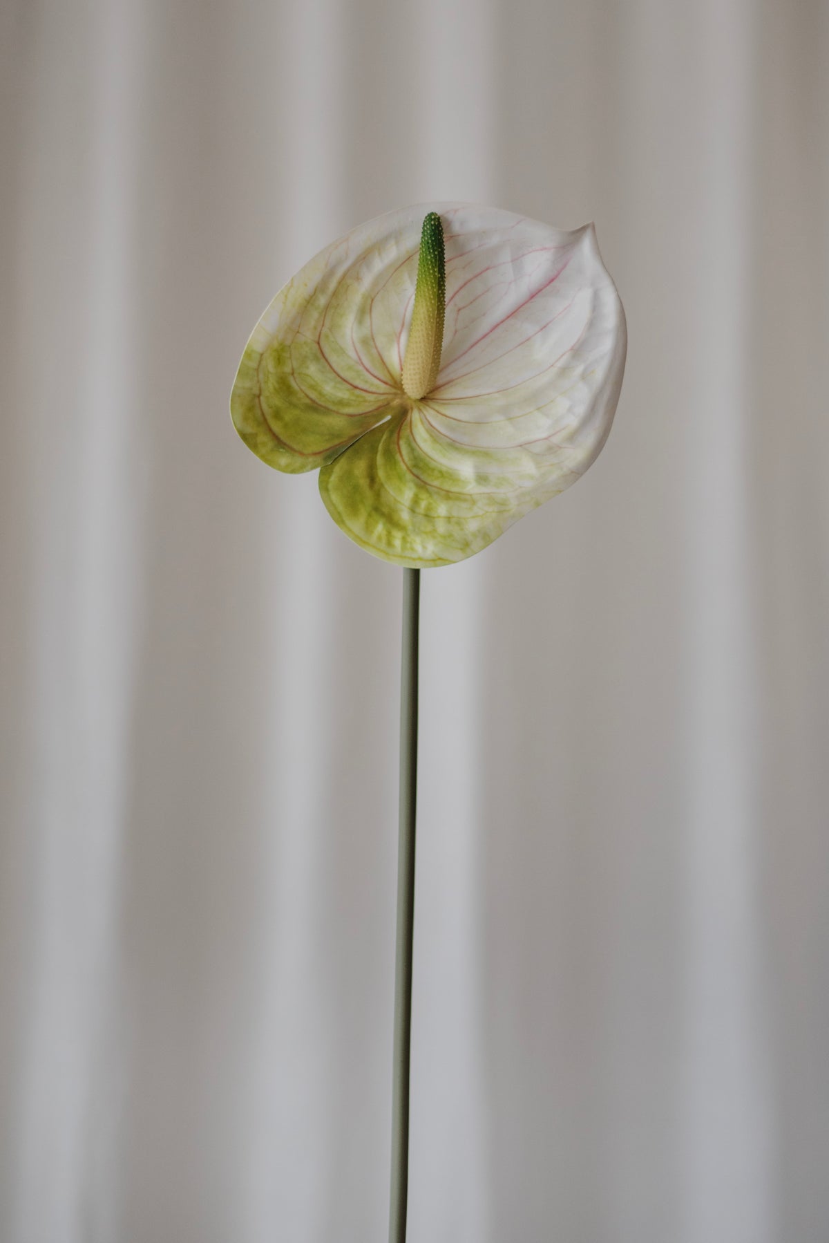 Fleur d’anthurium vert clair