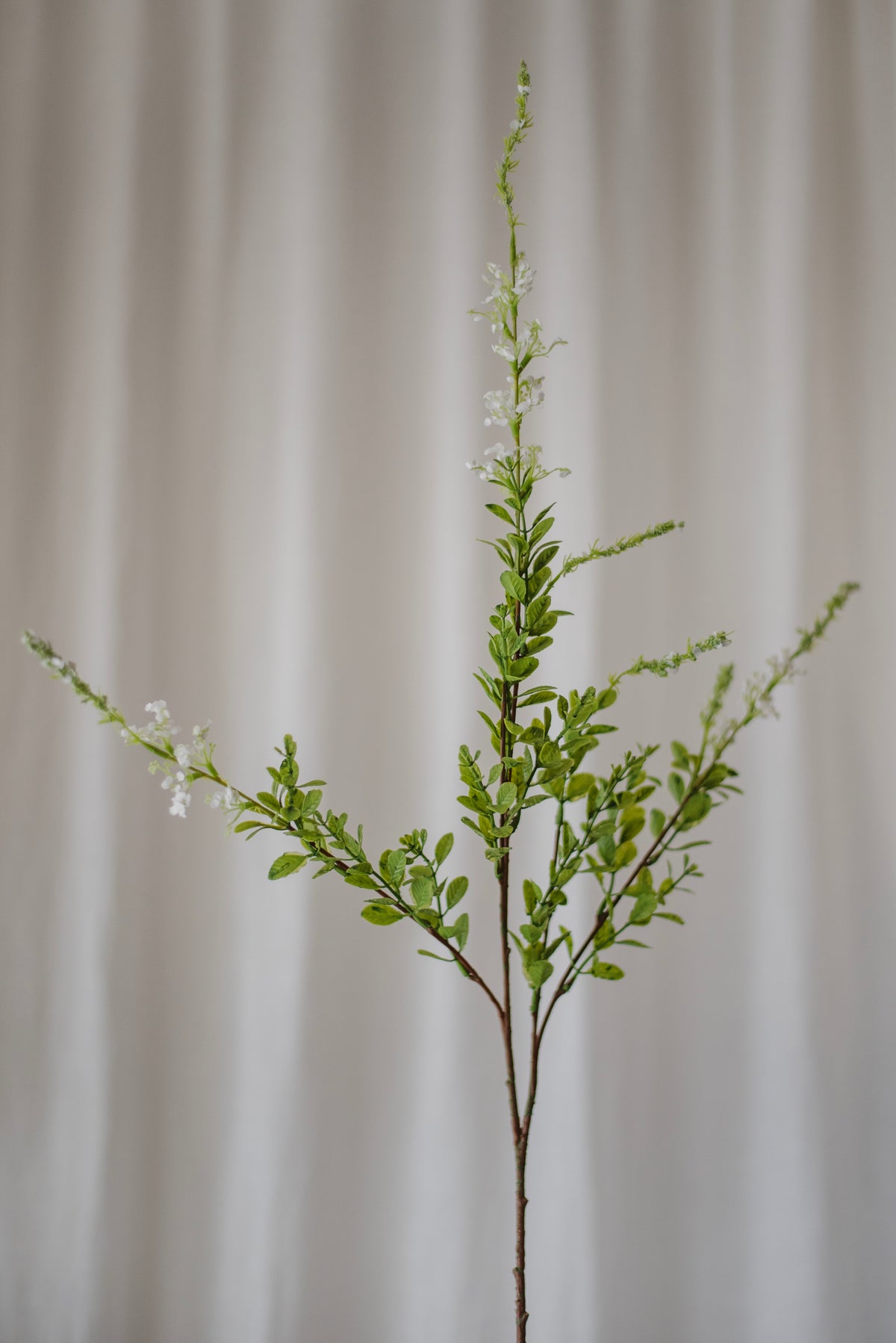 Fleur sauvage blanche