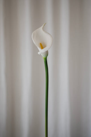 Fleur de calla blanche