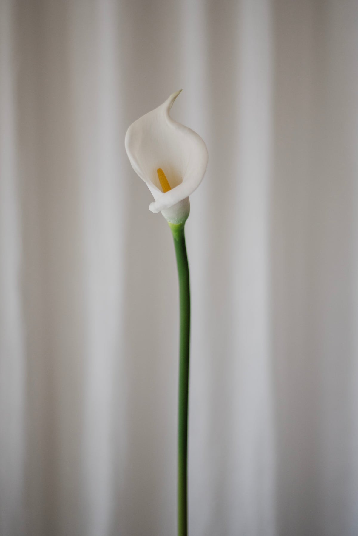 Fleur de calla blanche