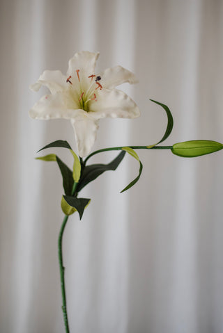 Grand lys blanc