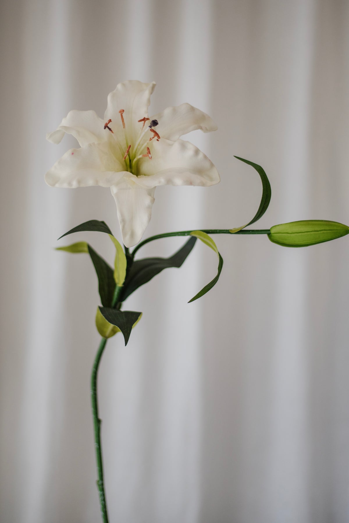 Grand lys blanc