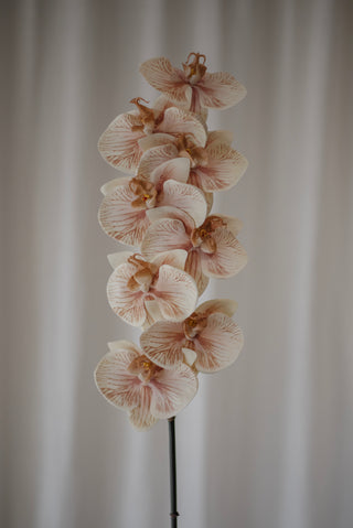 Grande orchidée beige
