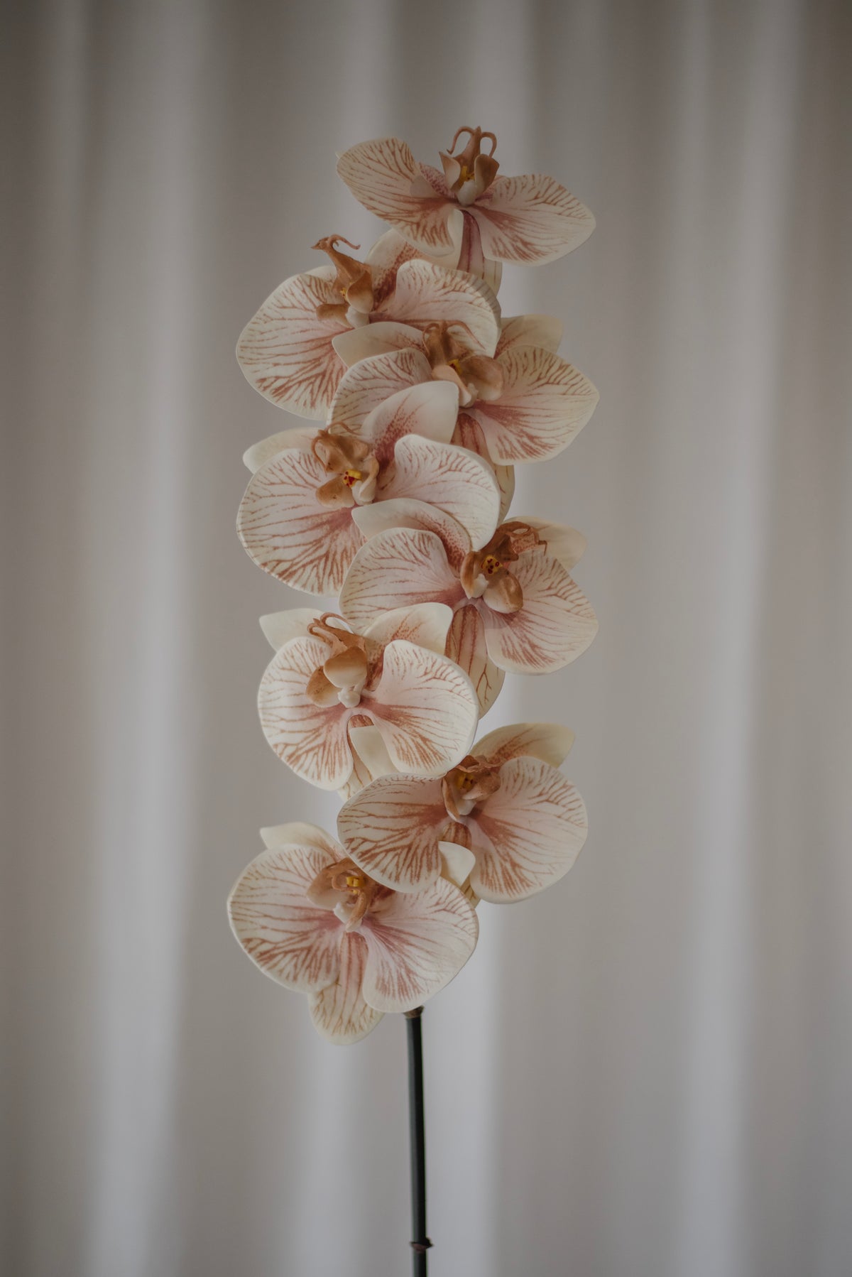 Grande orchidée beige