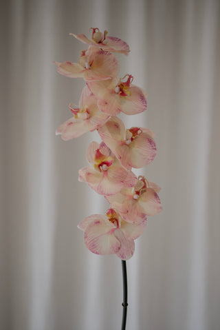 Grande orchidée rose clair