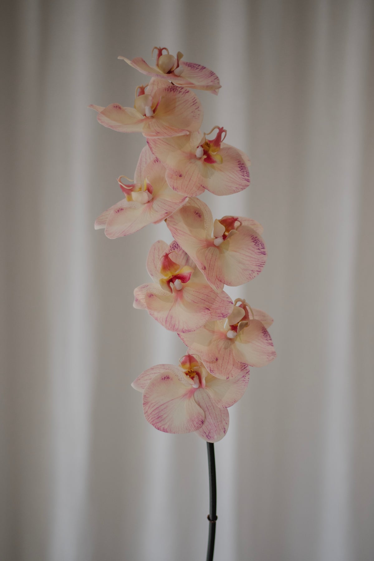 Grande orchidée rose clair