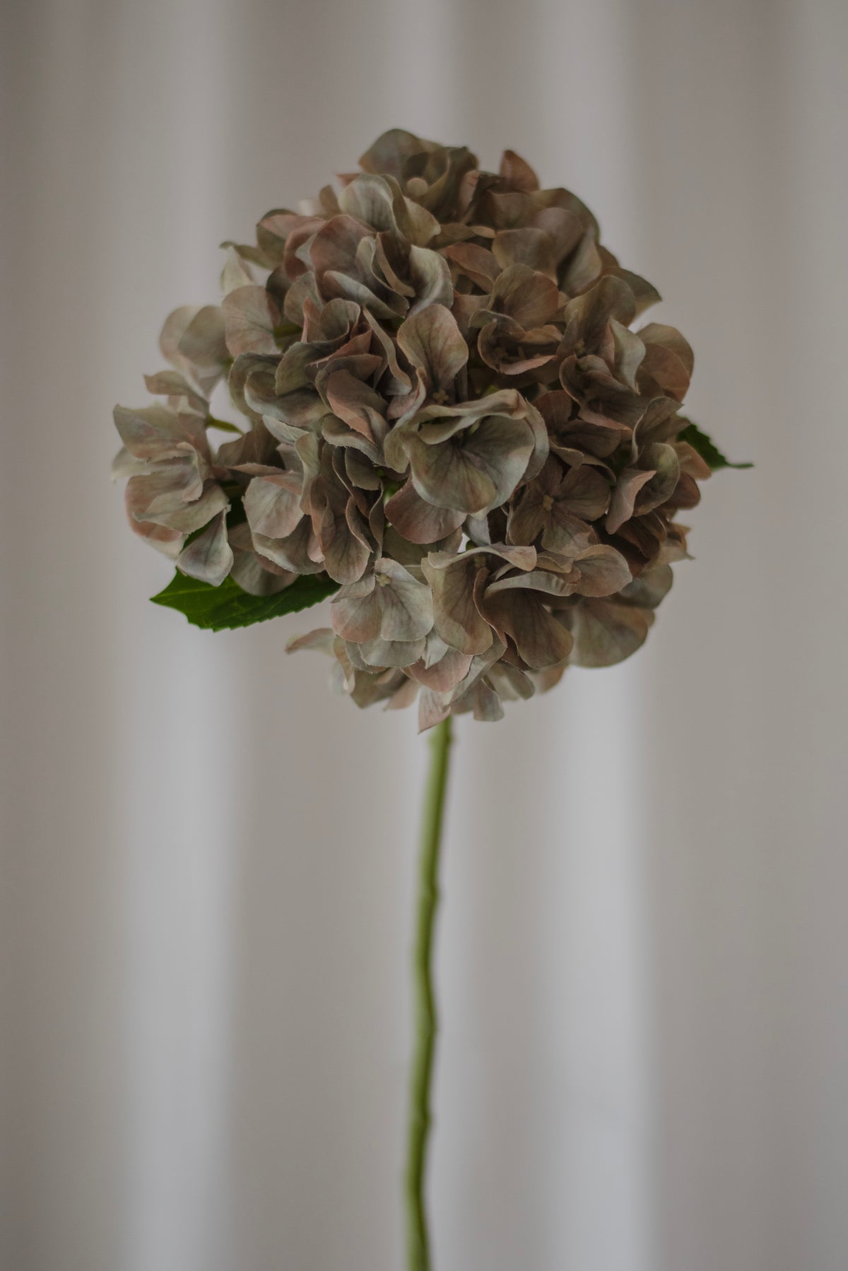 Fleur d’hortensia courte vert pâle