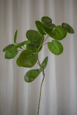 Feuilles d’Aralia de prune verte