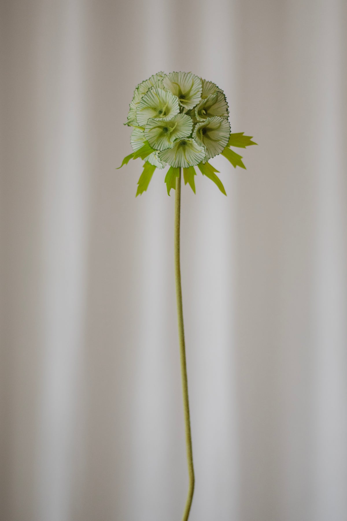 Scabieuse vert clair