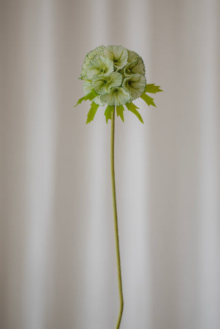 Scabieuse vert clair