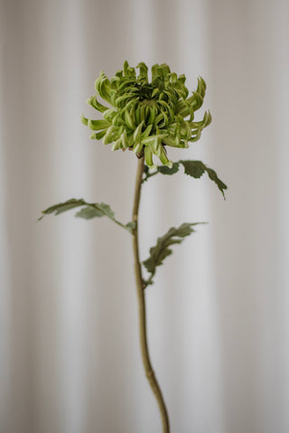 Fleur de dahlia semi-cactus vert clair