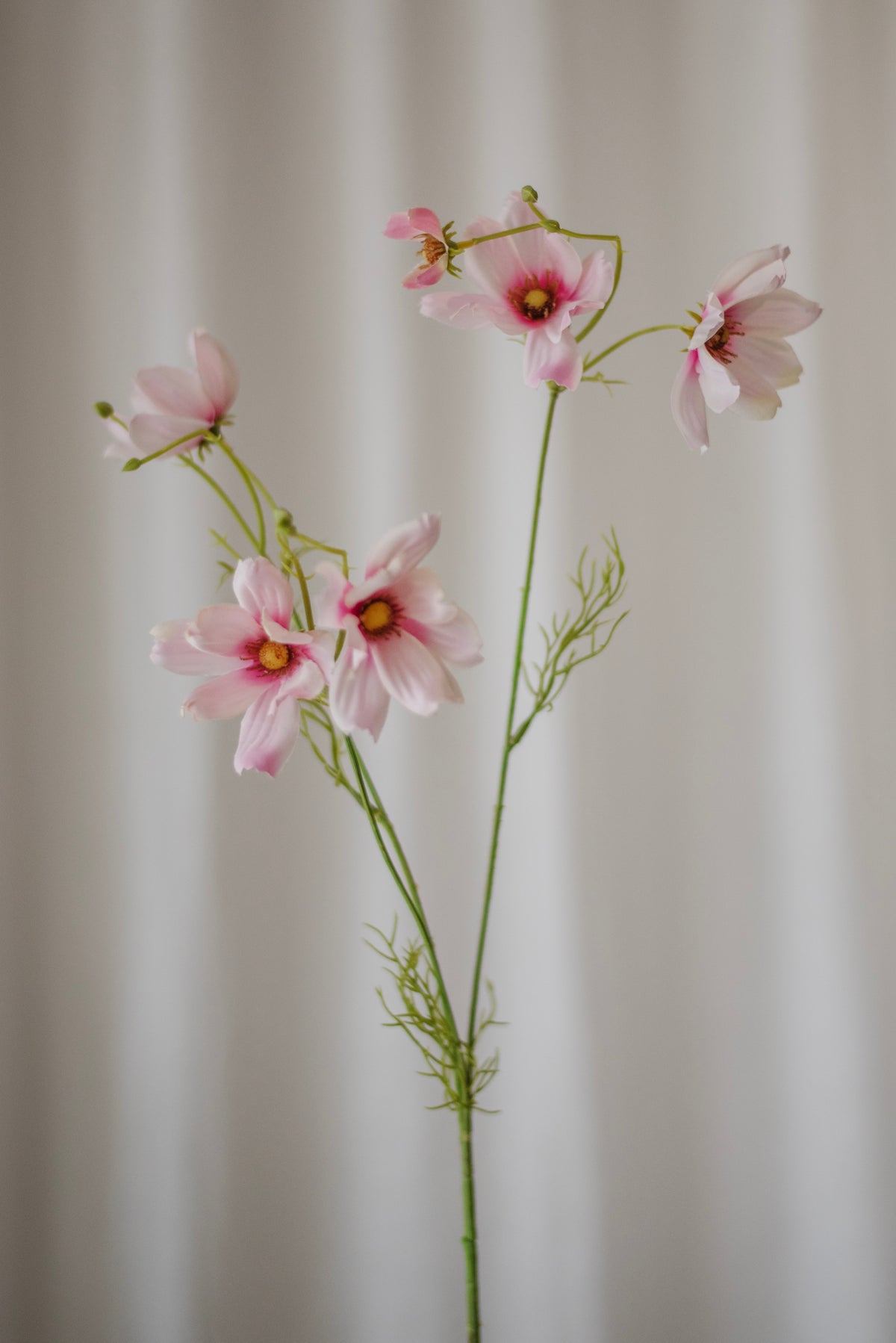 Grandes marguerites cosmos rose pâle