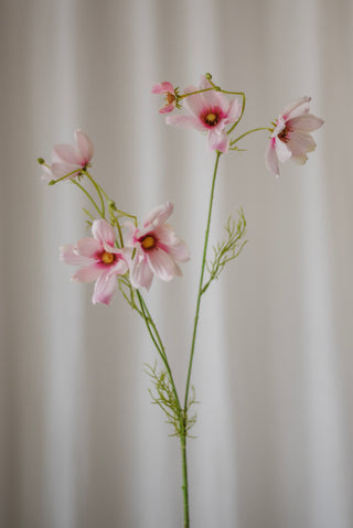Grandes marguerites cosmos rose pâle