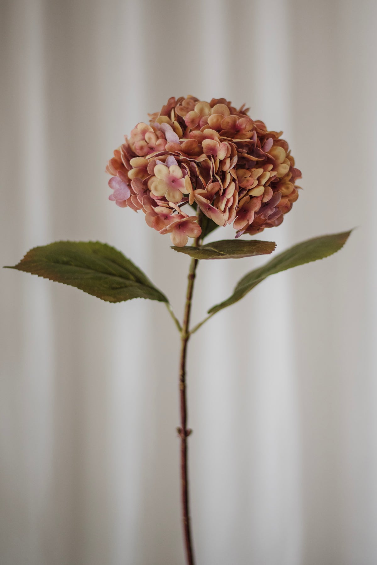 Fleur d’hortensia rose et pêche