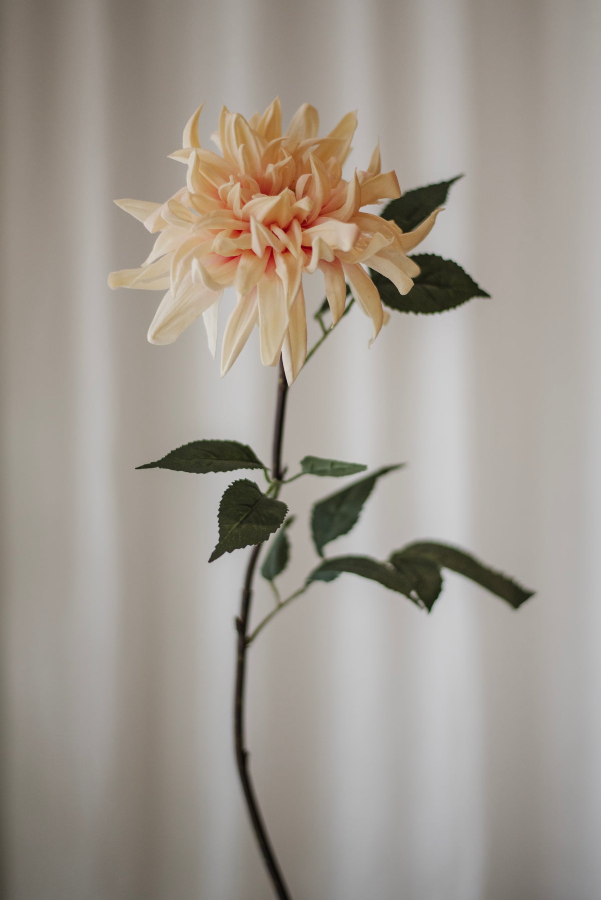 Fleur de dahlia cactus rose pâle