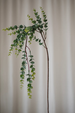 Feuilles d’eucalyptus vertes Parvifolia