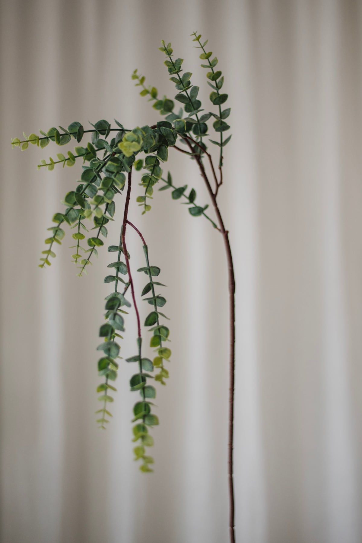 Feuilles d’eucalyptus vertes Parvifolia