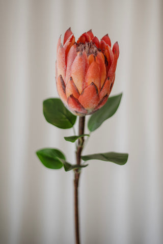 Fleur de protéa Orange