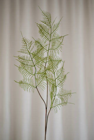 Feuilles de fougère verte