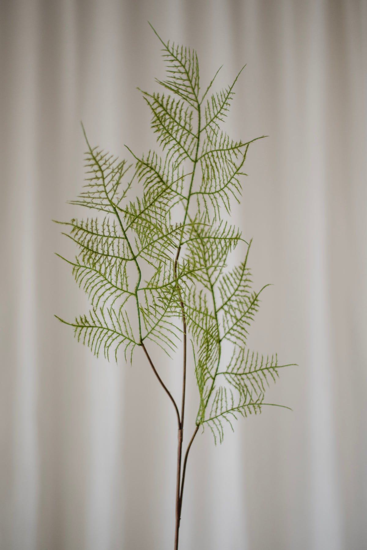 Feuilles de fougère verte