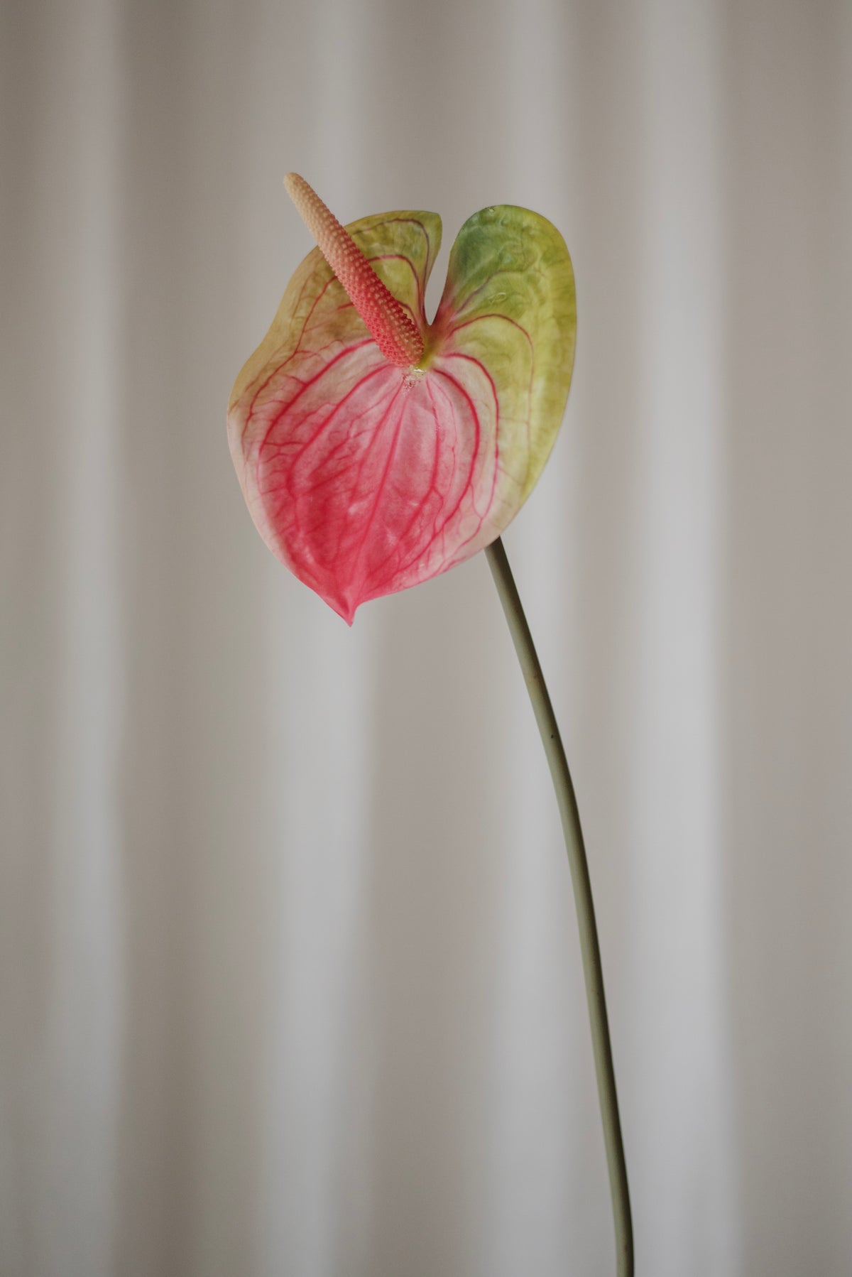 Fleur d’anthurium rose