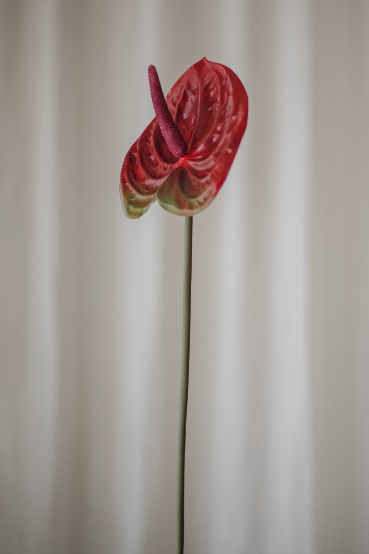 Fleur d’anthurium rouge foncé