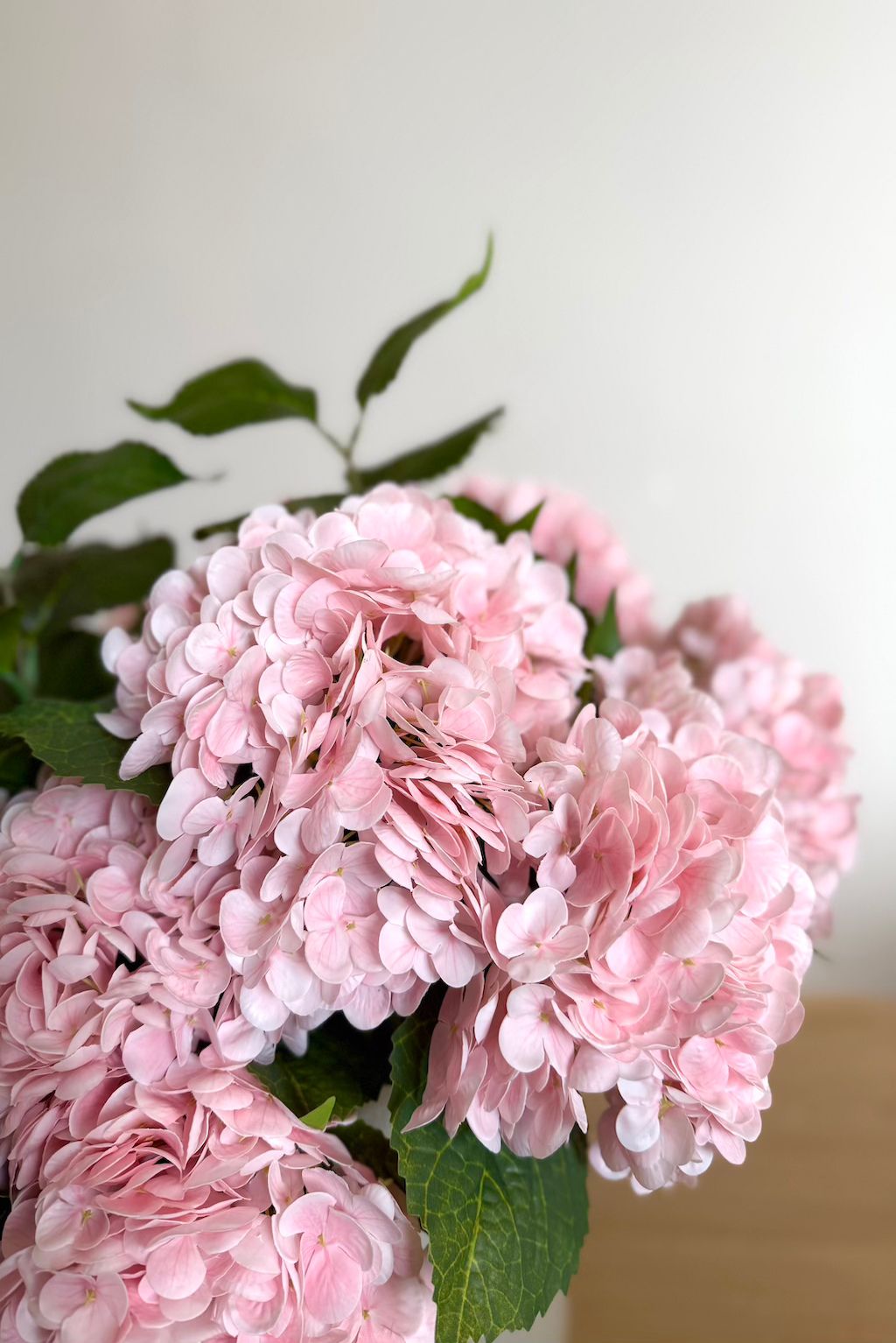 Les Roses d’Hortensia